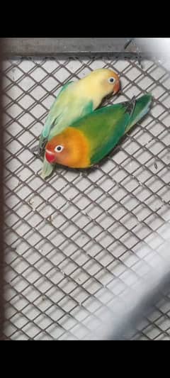 Lovebirds For Sale in SARGODHA