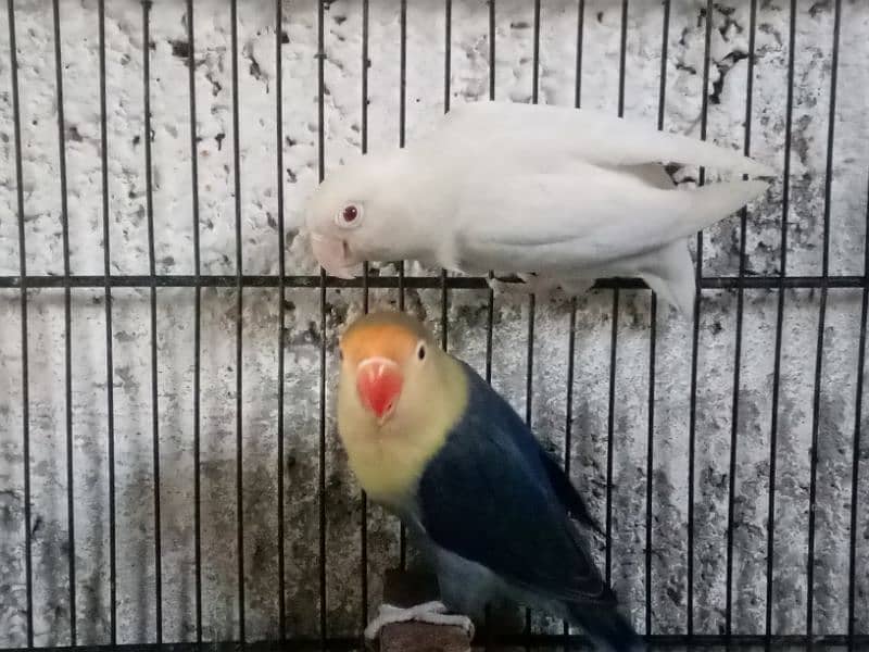 Love Birds (Setup For Sale) 2