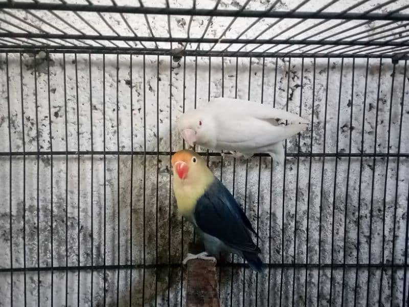 Love Birds (Setup For Sale) 3