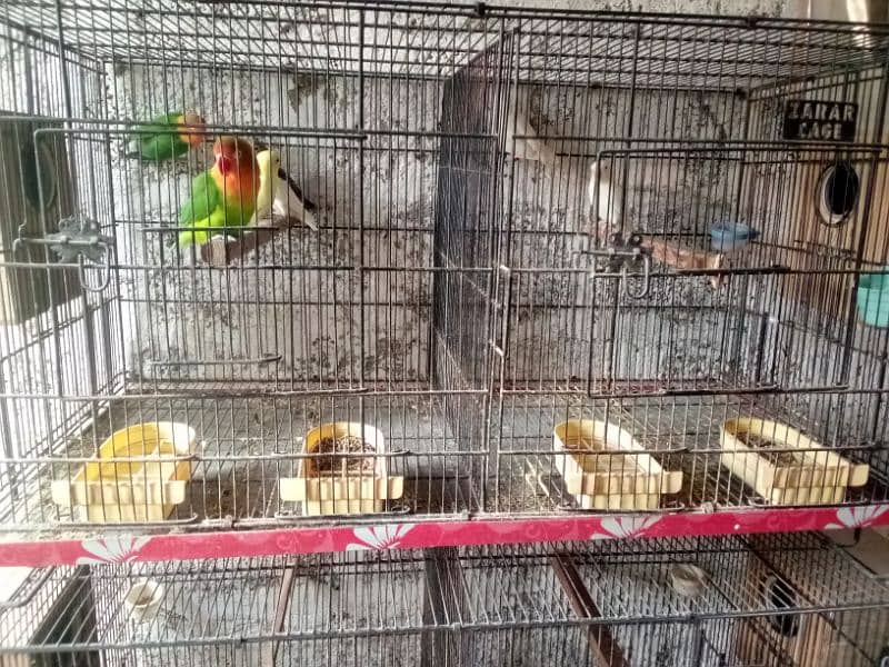 Love Birds (Setup For Sale) 15