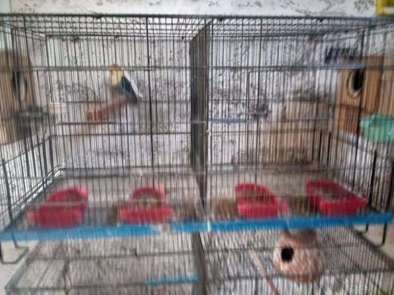 Love Birds (Setup For Sale) 17