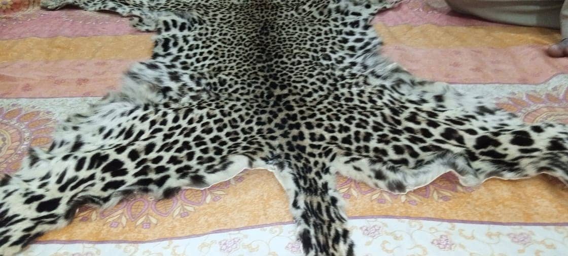 Premium Full Cheetah Leather Skin for Sale – Limited Stock! 7