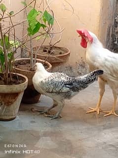 Farmi murga aur misri murgi pair with cage