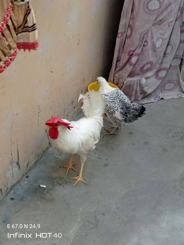 Farmi murga aur misri murgi pair with cage 2