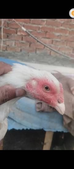 2 heera hens Madi murgi for sale hera murgi