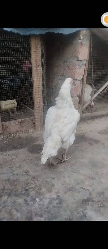 2 heera hens Madi murgi for sale hera murgi 1