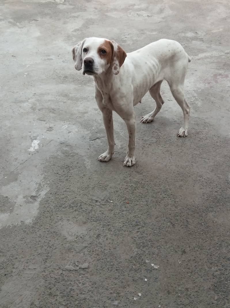 English Pointer Feml Available Shikar train 0