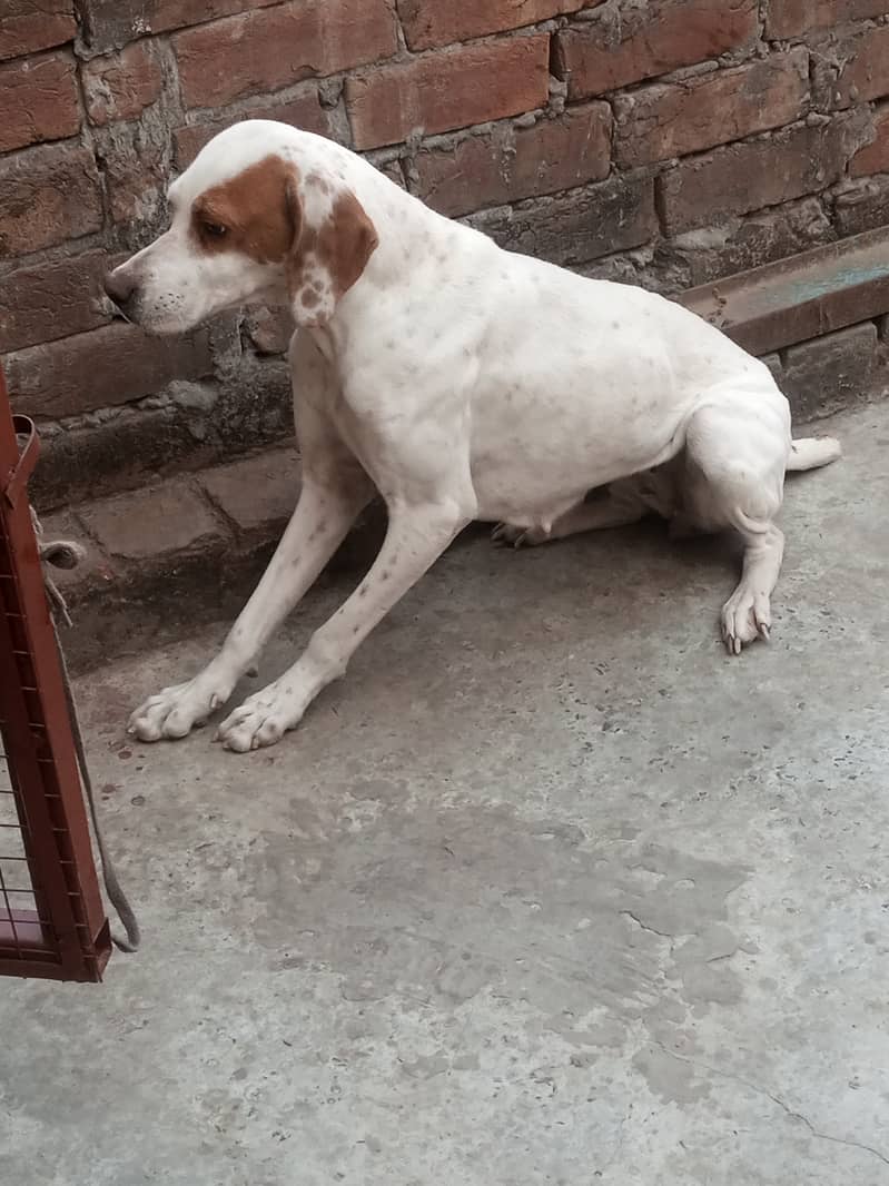 English Pointer Feml Available Shikar train 1