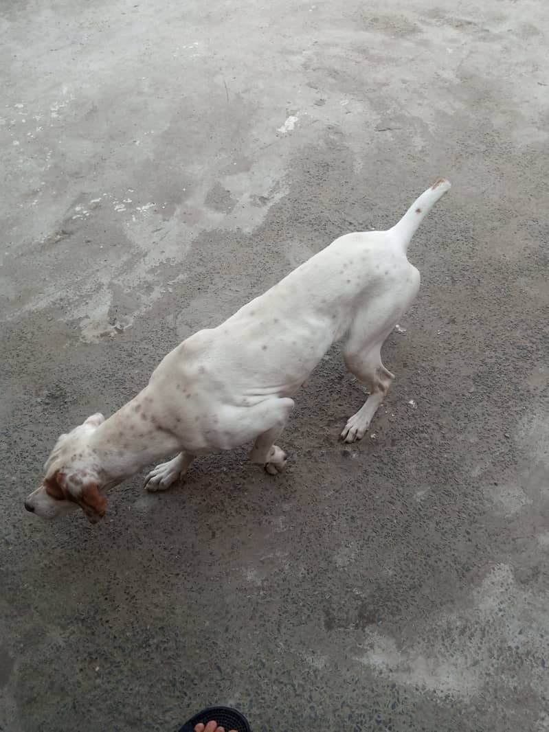 English Pointer Feml Available Shikar train 2