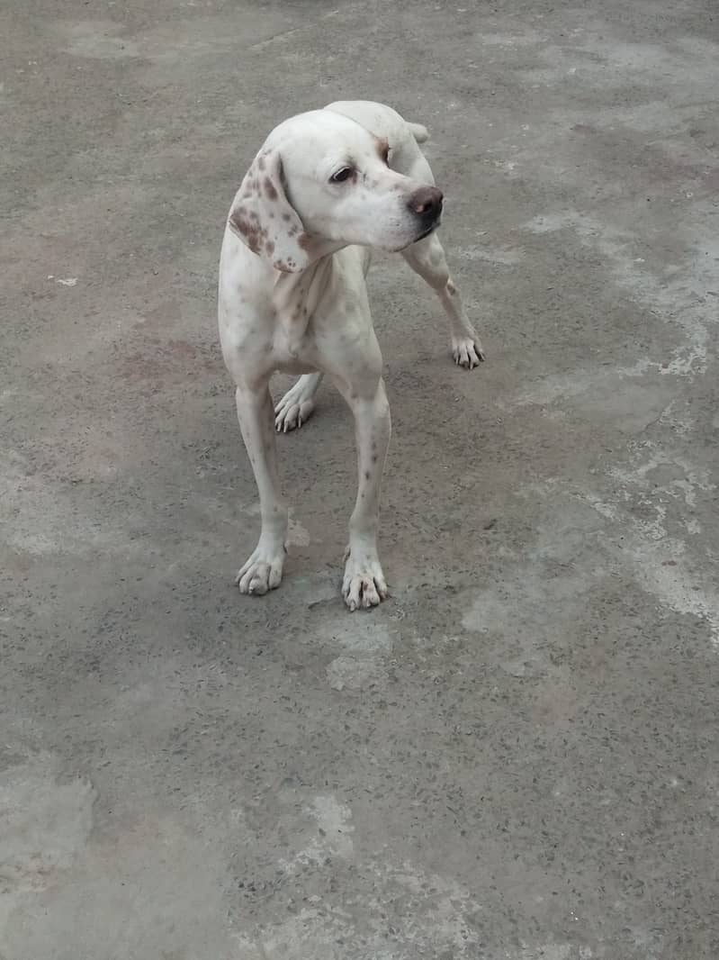 English Pointer Feml Available Shikar train 3