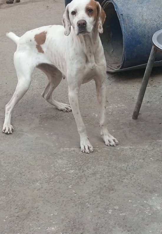 English Pointer Feml Available Shikar train 4