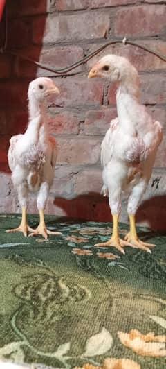 White Shamo Pair/Aseel Shamo chicks /king size/ pure /high quality hen