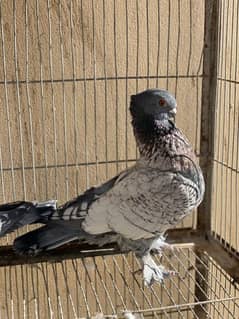 blondinet Pigeon Breeder pair