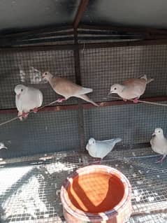 Doves