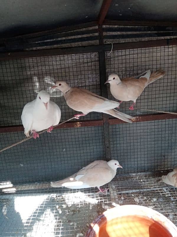 Doves 4