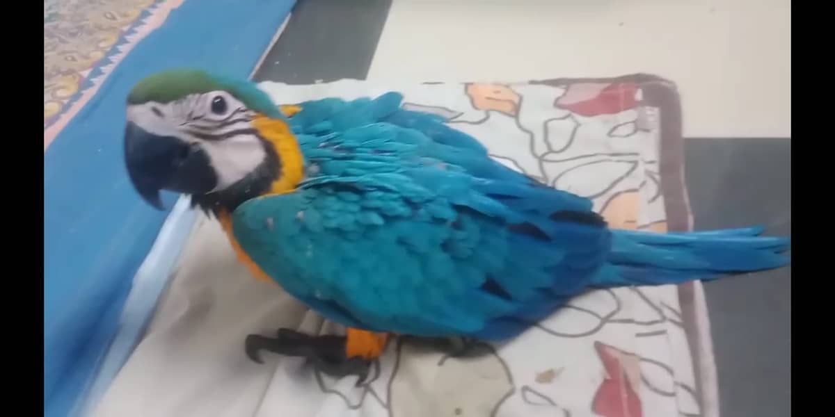 Blue & Gold Macaw 0