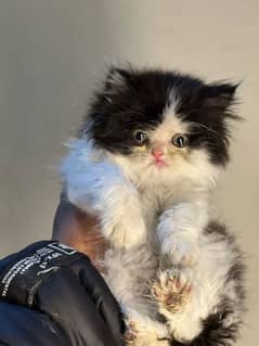 different prices persian triple coated kittens