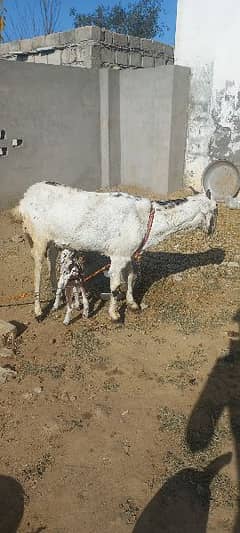 Goat With Baby