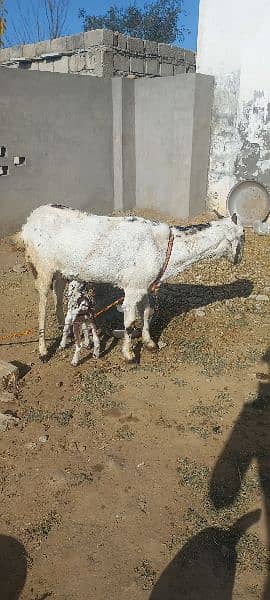 Goat With Baby 0