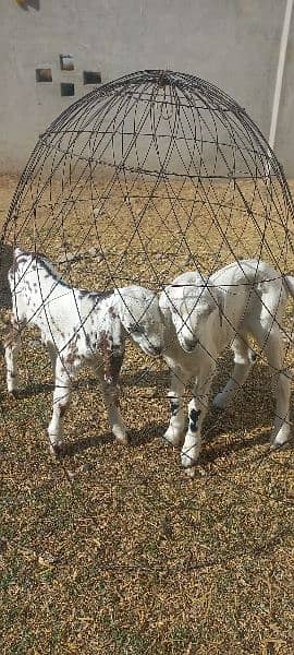 Goat With Baby 1