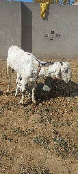 Goat With Baby 2