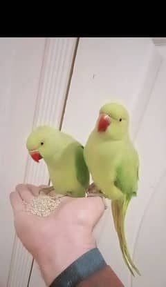 Green ringneck handtame parrots pair