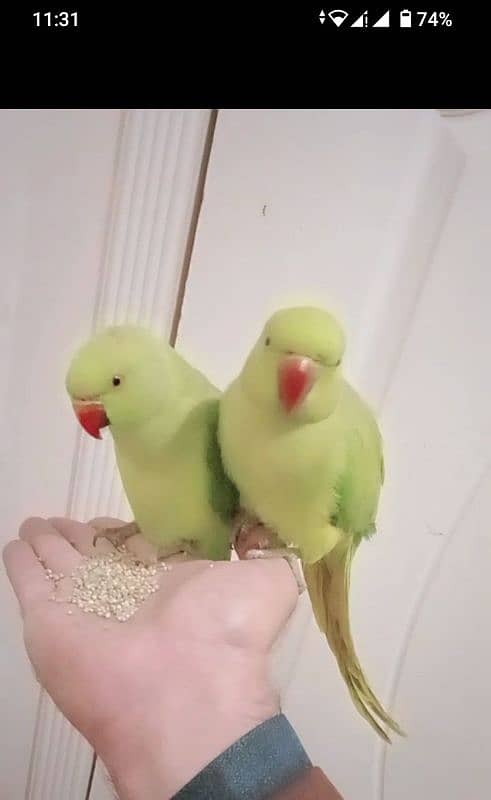 Green ringneck handtame parrots pair 1