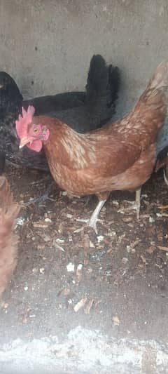 3 egg laying hens for sale