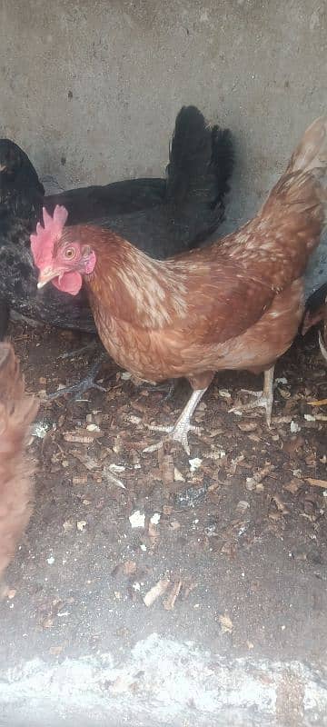 3 egg laying hens for sale 0