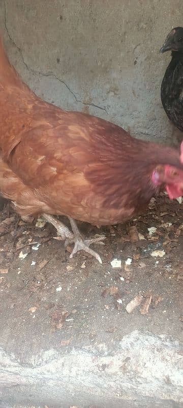 3 egg laying hens for sale 1