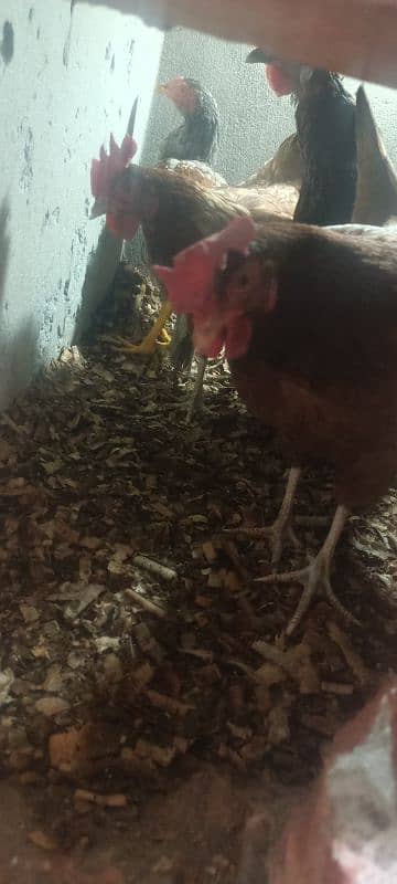 3 egg laying hens for sale 2