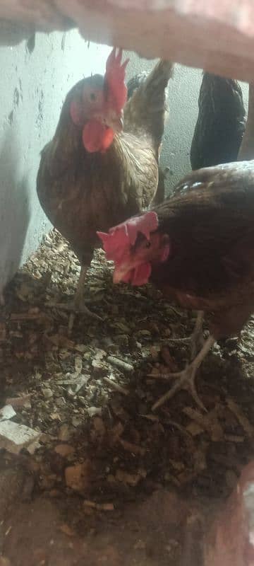 3 egg laying hens for sale 3