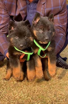 top quality German Shepherd full long caot puppies