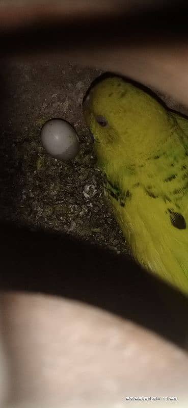 budgies female ful active ha 1