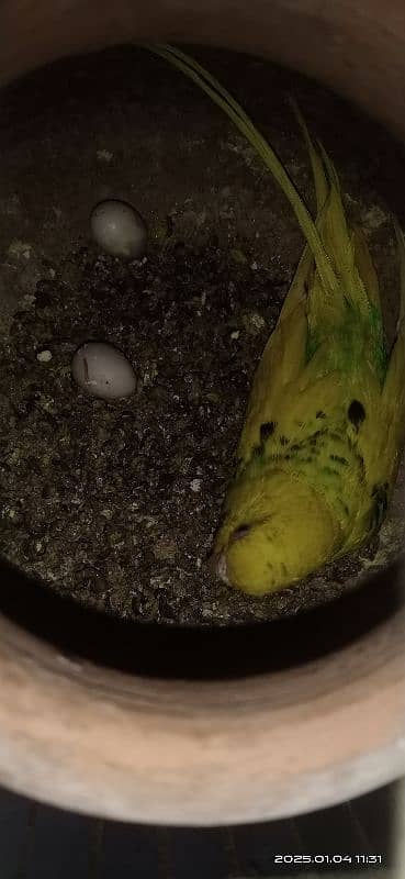 budgies female ful active ha 4