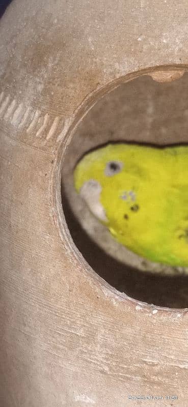 budgies female ful active ha 5