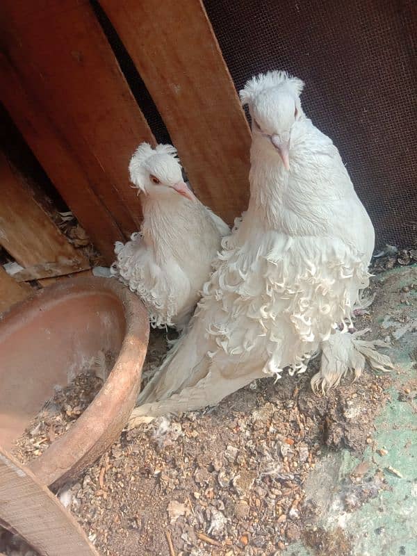 White Frill breeder Pigeon pair 0