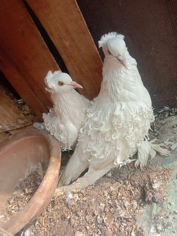 White Frill breeder Pigeon pair 1