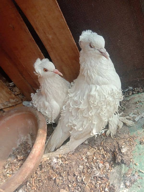 White Frill breeder Pigeon pair 2