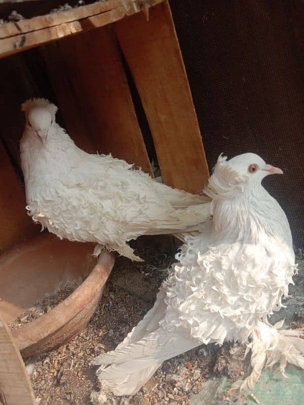 White Frill breeder Pigeon pair 3