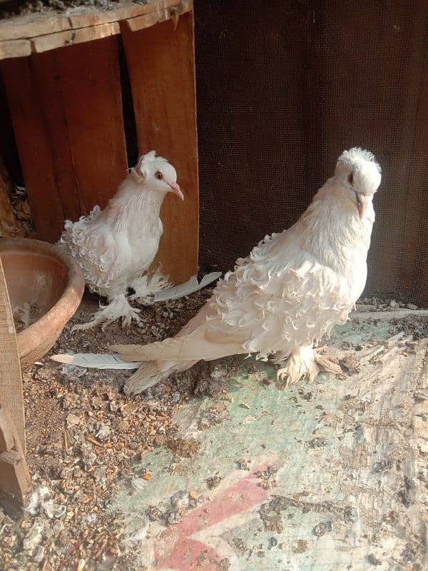 White Frill breeder Pigeon pair 4