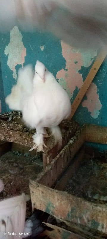 pigeon for sell lakha sherazi pair or first breed 0