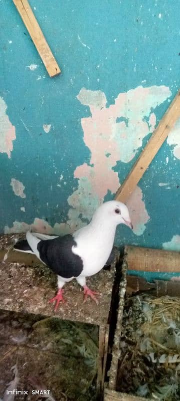 pigeon for sell lakha sherazi pair or first breed 1