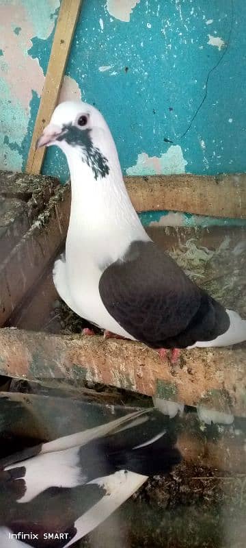 pigeon for sell lakha sherazi pair or first breed 5