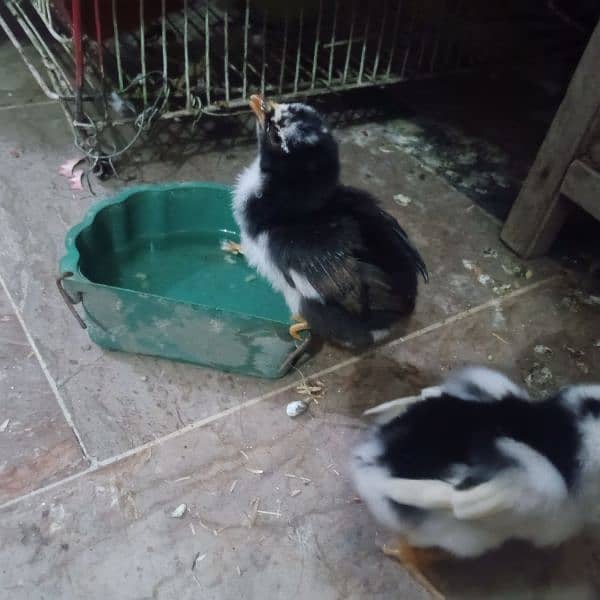 black Aseel chick for sale 0