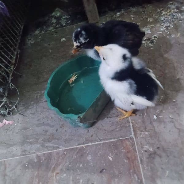 black Aseel chick for sale 1