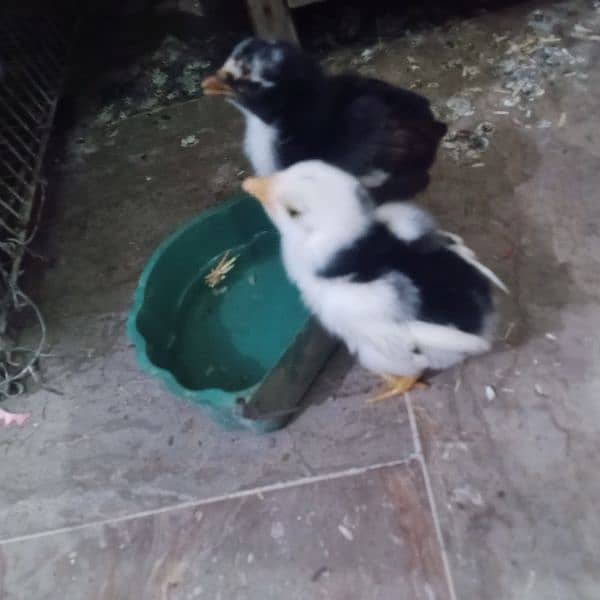 black Aseel chick for sale 2