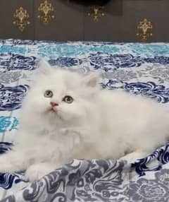 quality Persian panch face cate & kittan male female both available h