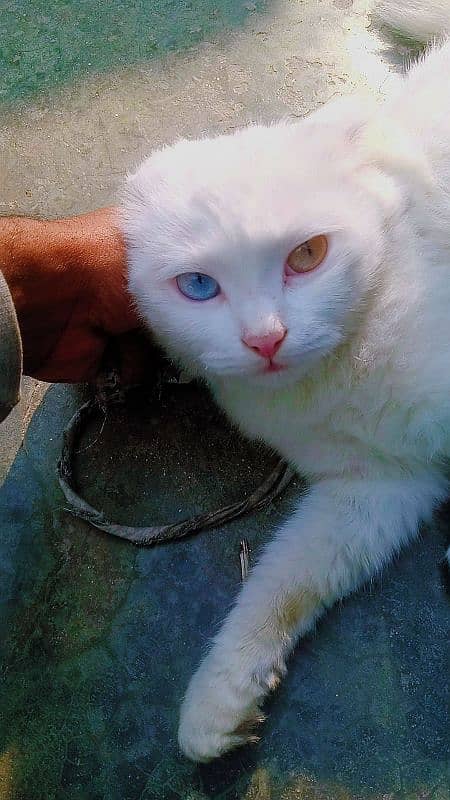 White Triple Coated Odd Eyes Persian Cat. 1