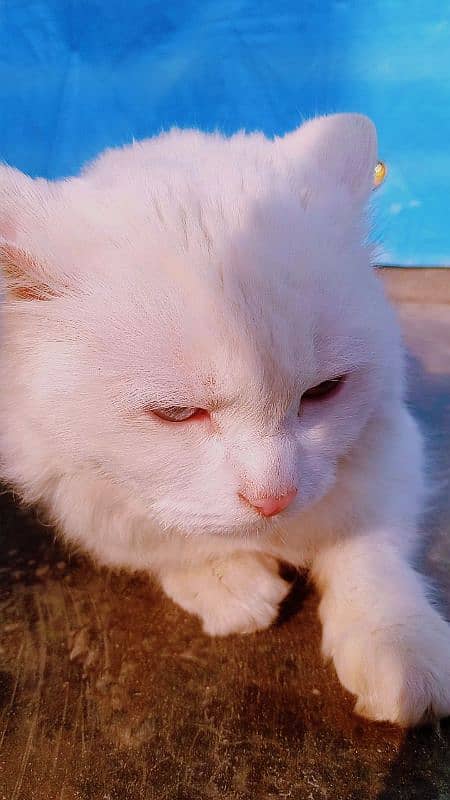 White Triple Coated Odd Eyes Persian Cat. 2